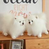Premium Simulation Pomeranian Dog Plush Toy Cute Stuffed Animals High Quality Puppy Plushies Doll Cartoon Soft Kids Toys Gifts