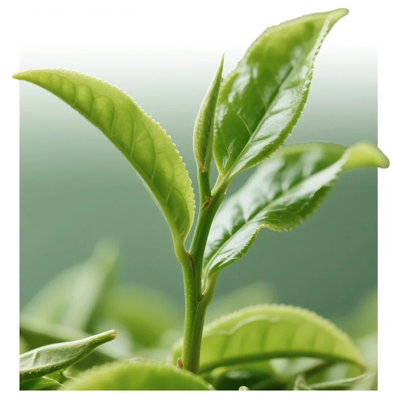 Black Tea & Green Tea Unisex Eau de Toilette