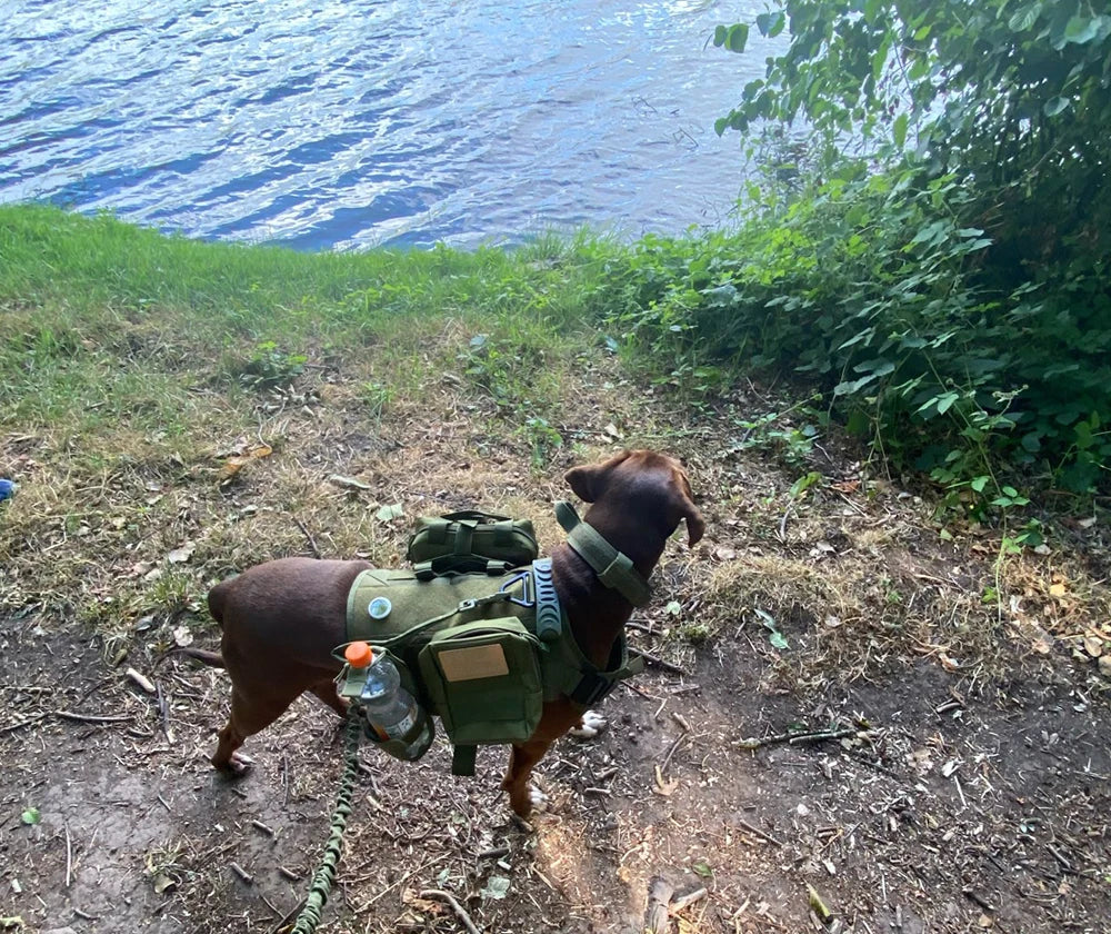 Tactical Dog Harness Set – Collar, Leash & MOLLE Pouches