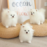 Premium Simulation Pomeranian Dog Plush Toy Cute Stuffed Animals High Quality Puppy Plushies Doll Cartoon Soft Kids Toys Gifts